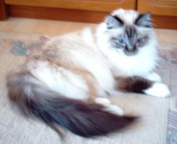 Original - Tiere: Katzenportrait : Heilige Birma