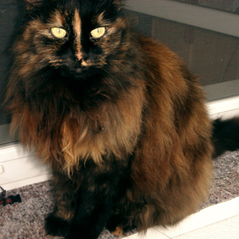 Original - Tiere: Katzenportrait : Cleo