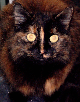 Original - Tiere: Katzenportrait : Cleo-Kopfportrait