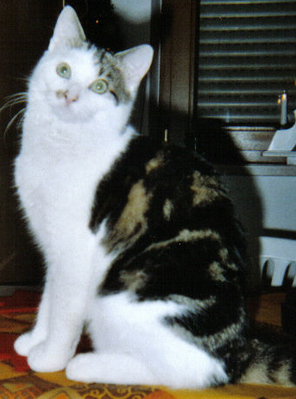 Original - Tiere: Katzenportrait : Jade