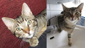 Original - Tiere: Katzenportrait: Charly