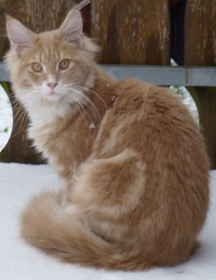 Original - Tiere: Katzenportrait: Main Coon,Balou