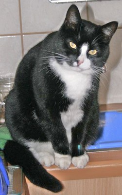 Original - Tiere: Katzenportrait: Bever