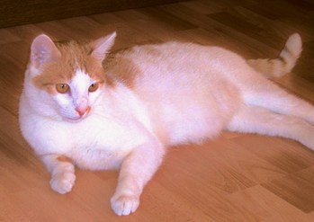 Original - Tiere: Katzenportrait