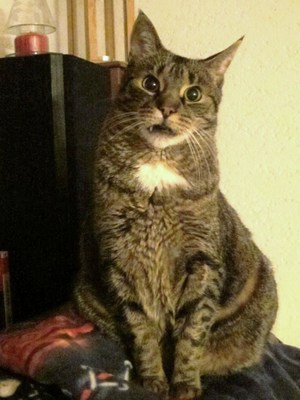 Original - Tiere: Katzenportrait: Kr&uuml;mel 2