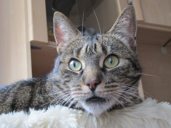 Original - Tiere: Katzenportrait: Kr&uuml;mel