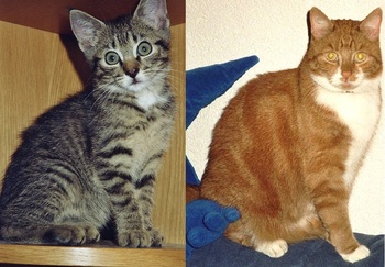 Original - Tiere: Katzenportrait: Kr&uuml;mel und Tiger