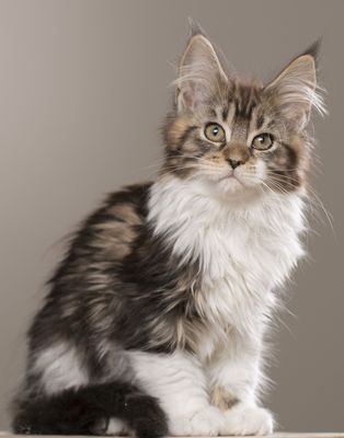 Original - Tiere: Katzenportrait: MainCoon Amelie