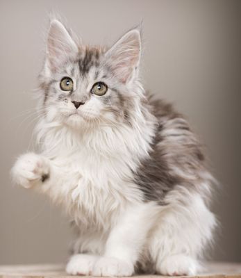 Original - Tiere: Katzenportrait: MainCoon Josy