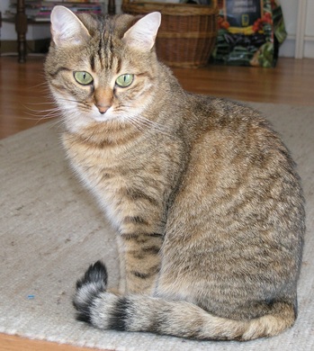 Original - Tiere: Katzenportrait: Hauskatze 