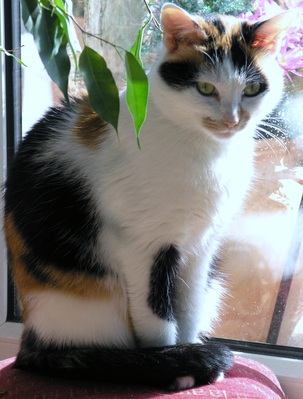 Original - Tiere: Katzenportrait: Hauskatze