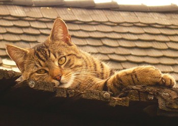 Original - Tiere: Katzenportrait: Hauskater Moritz