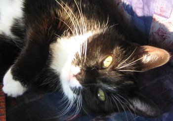 Original - Tiere: Katzenportrait: Hauskatze Polly