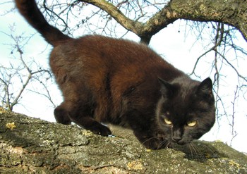 Original - Tiere: Katzenportrait: Hauskatze Salem