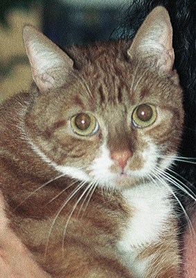 Original - Tiere: Katzenportrait: Tiger