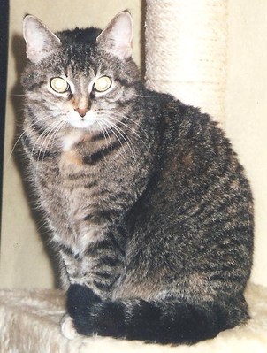 Original - Tiere: Katzenportrait