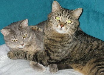 Original - Tiere: Katzenportrait