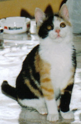 Original - Tiere: Katzenportrait : Hauskatze Kiki