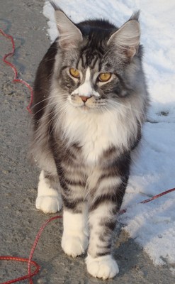 Original - Tiere: Katzenportrait: Main Coon