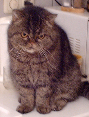 Original - Tiere: Katzenportrait : Exotic Shorthair