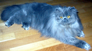 Original - Tiere: Katzenportrait : Perser 