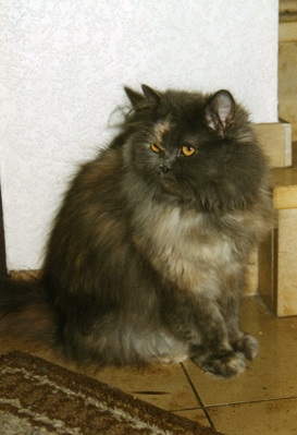 Original - Tiere: Katzenportrait: Perser