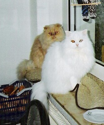 Original - Tiere: Katzenportrait: Perser Katzen