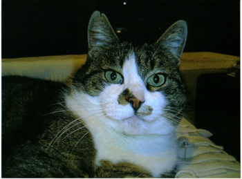 Original - Tiere: Katzenportrait : Hauskater Shamu