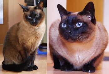 Original - Tiere: Katzenportrait: Siam Sammy&Daisy