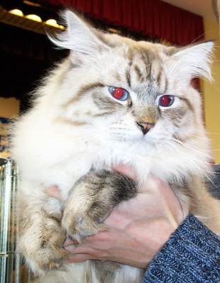 Original - Tiere: Katzenportrait : Sibirische Waldkatze