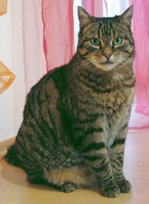 Original - Tiere: Katzenportrait : Hauskater Timmy