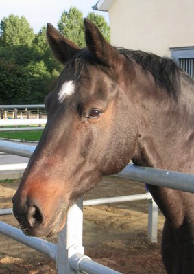 Original - Tiere: Pferdeportrait: Anton