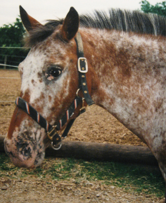 Original - Tiere: Pferdeportrait : Apaloosa