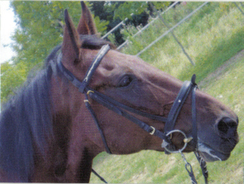 Original - Tiere: Pferdeportrait : Cindico und Shila