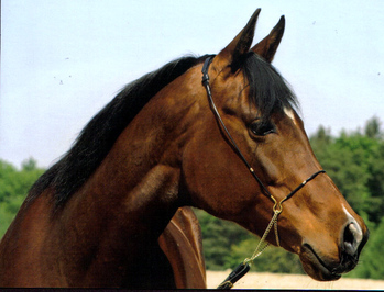 Original - Tiere: Pferdeportrait : Araber