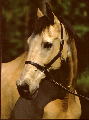 Original - Tiere: Pferdeportrait : Achal Tekkiner