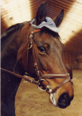 Original - Tiere: Pferdeportrait : Hannoveraner