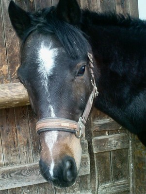 Original - Tiere: Pferdeportrait: Domino