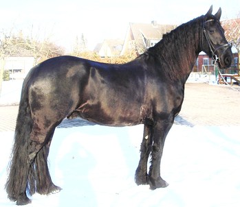 Original - Tiere: Pferdeportrait: Friese