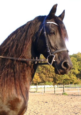 Original - Tiere: Pferdeportrait: Friesenstute