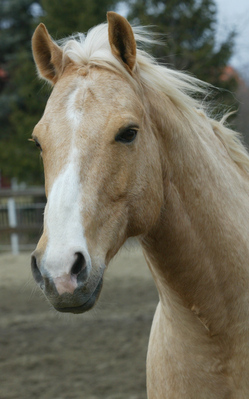 Original - Tiere: Pferdeportrait : Gielde