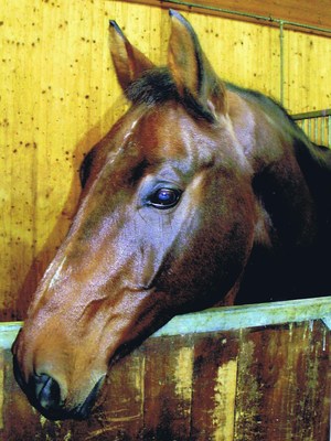 Original - Tiere: Pferdeportrait: Leo