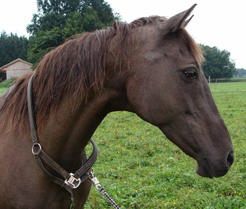 Original - Tiere: Pferdeportrait