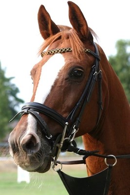 Original - Tiere: Pferdeportrait: My Chance