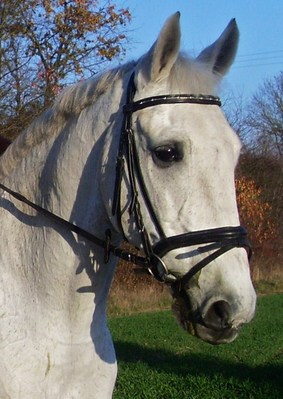 Original - Tiere: Pferdeportrait