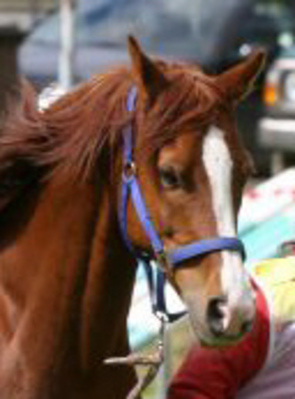 Original - Tiere: Pferdeportrait : Shagya-Araber