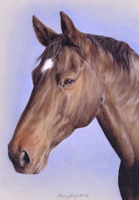 Pferde: Pferdeportrait: Anton