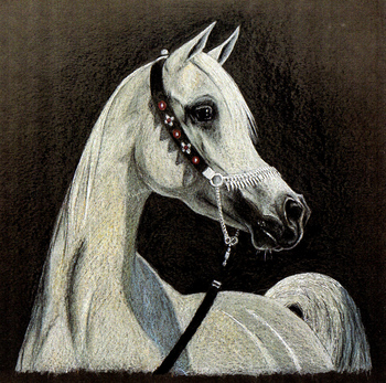 Pferde: Pferdeportrait : Araber