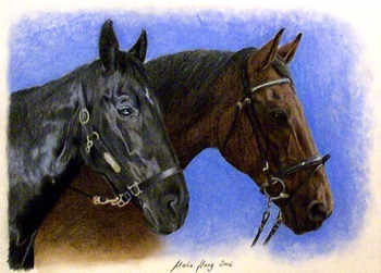 Pferde: Pferdeportrait : Cindico und Shila