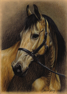 Pferde: Pferdeportrait : Achal Tekkiner